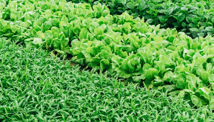 News & Event Liberia Agriculture News & Event Liberia Agriculture